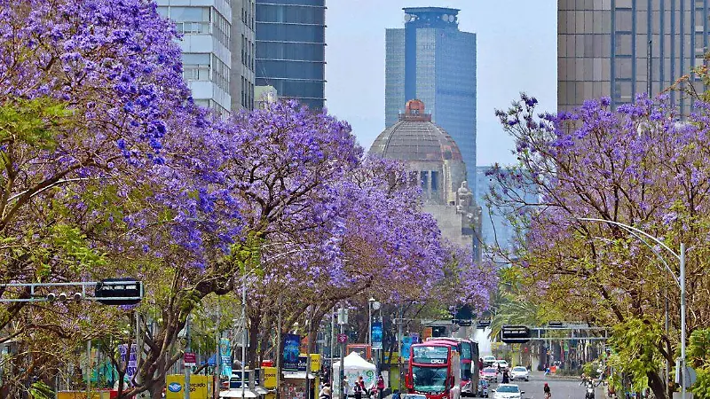 Jacarandas bajo la alerta naranja: La primavera más fría en la CDMX [Fotorreportaje]